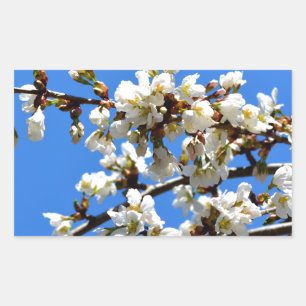Weiße Blütenblumenblüte, weißer Frühlingsbaum Rechteckiger Aufkleber
