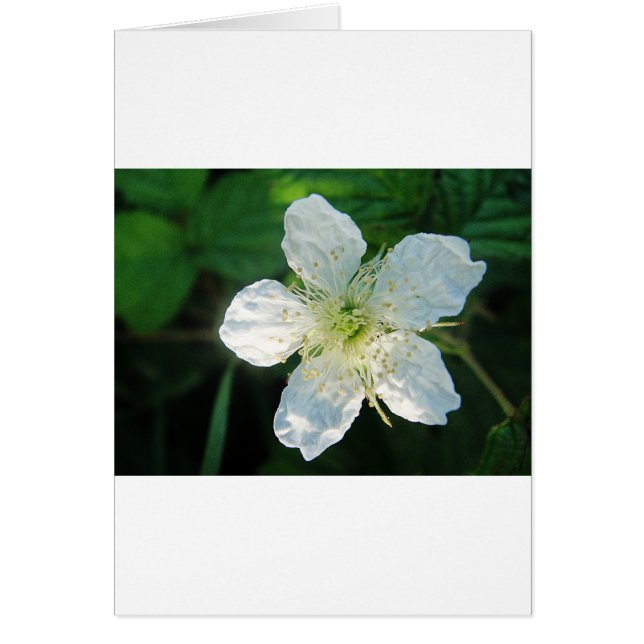 Weisse Brombeerblüte (Devant)