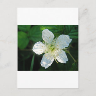 Weisse Brombeerblüte Postkarte