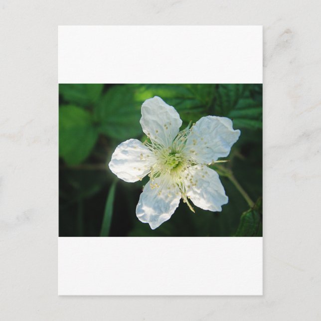 Weisse Brombeerblüte Postkarte (Vorderseite)