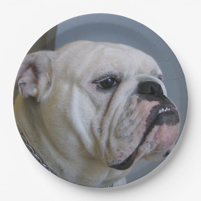 weiße Bulldogge Pappteller (Vorderseite)