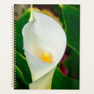 Weiße Calla-Lilie Makro Botanisches Foto Natur Kun Planer