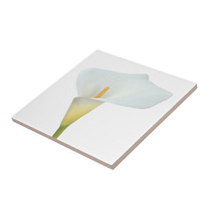 Weiße Calla-Lilien-Blumen-Hinterhof-Garten-Foto Fliese