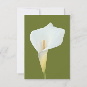 Weiße Calla-Lilien-Blumen-Hinterhof-Gartenfoto Karte