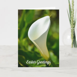 Weiße Calla-Lilien-Blumen-Osterkarte Karte