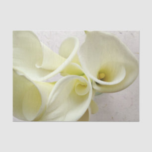 Weiße Calla-Lilien von oben Seidenpapier
