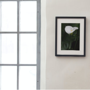 Weiße Calla Lily und dunkle Blätter Bläserei Fotodruck