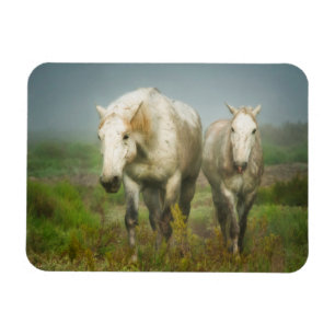Weiße Camargue-Pferde auf dem Feld Magnet