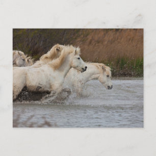 Weiße Camargue-Pferde, die im Wasser laufen Postkarte