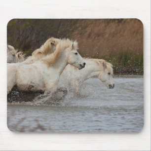 Weiße Camargue-Pferde laufen im Wasser Mousepad