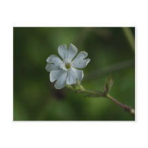 Weiße Campion Wildblume Blumenpost