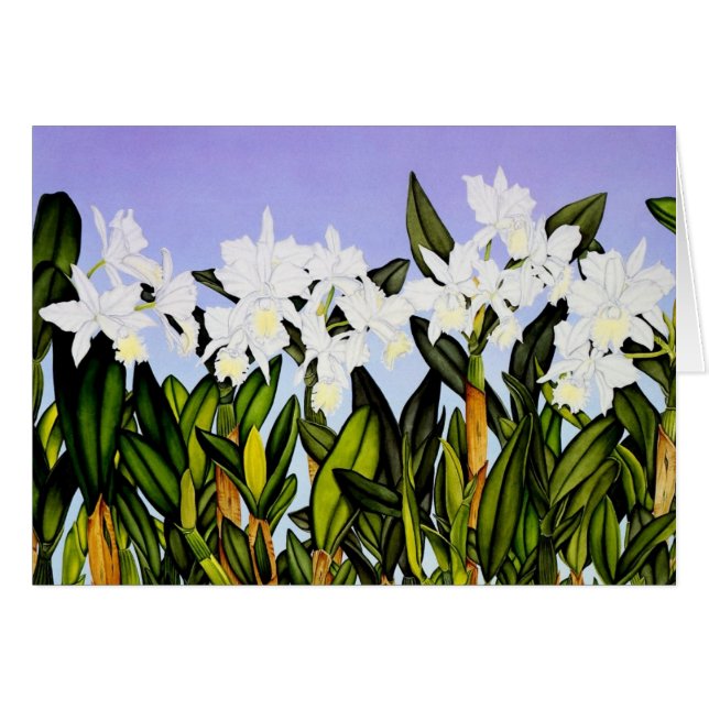 Weiße Cattleya Orchideen (Vorderseite (Horizontal))