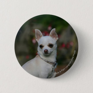 Weiße Chihuahua Button