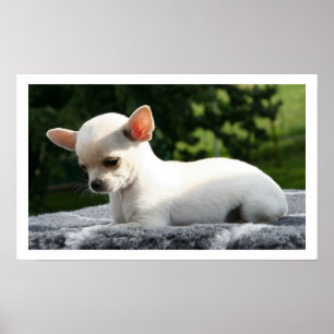 Weiße Chihuahua, die in der Sonne liegen Poster