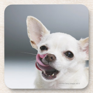 Weiße Chihuahua, die Lippen lecken Getränkeuntersetzer
