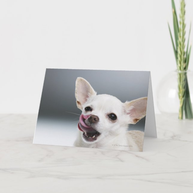 Weiße Chihuahua, die Lippen lecken Karte (Vorderseite)