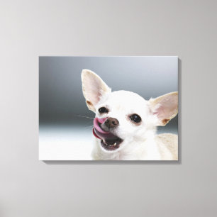 Weiße Chihuahua, die Lippen lecken Leinwanddruck