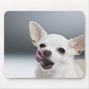 Weiße Chihuahua, die Lippen lecken Mousepad
