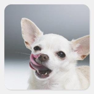 Weiße Chihuahua, die Lippen lecken Quadratischer Aufkleber