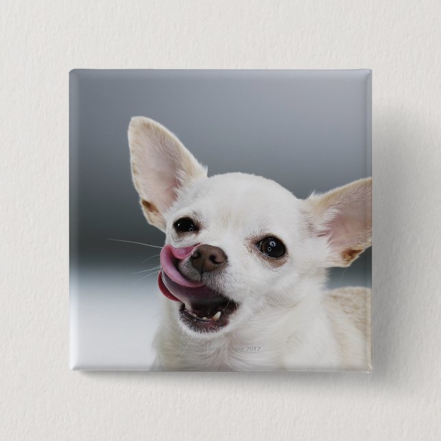 Weiße Chihuahua leckende Lippen Button (Vorderseite)