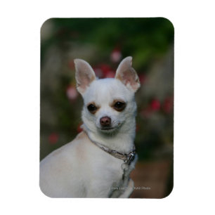 Weiße Chihuahua Magnet