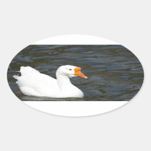 Weiße chinesische Gans Ovaler Aufkleber