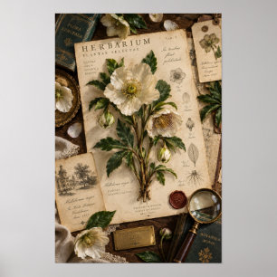 Weiße Christrose Herbarium-Studie Wandkunst im Vin Poster