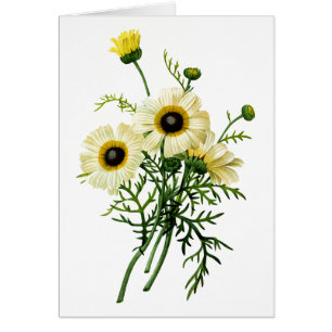 Weiße Chrysantheme durch Pierre Joseph Redoute