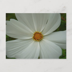 Weiße Cosmos-Sommer-Wildblumen-Blumen Postkarte