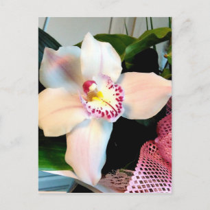 Weiße Cymbidium-Orchidee Postkarte