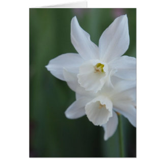 Weiße Daffodil