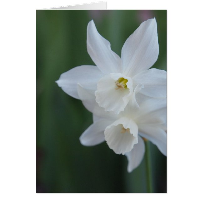Weiße Daffodil (Vorne)