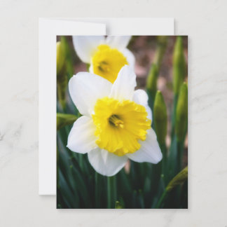 Weiße Daffodil Postkarte
