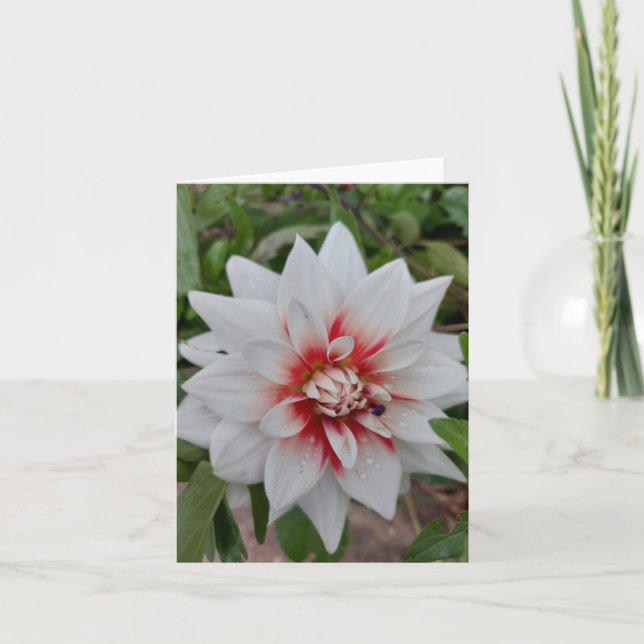 Weiße Dahlia-Blume-Blankenkarte Karte (Vorderseite)