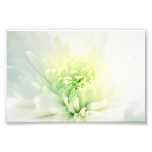 Weiße Dahlia mit einem weichen grünen Zentrum Fotodruck