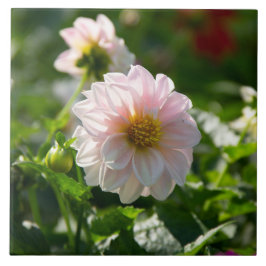 Weiße Dahlie im Foto Fliese