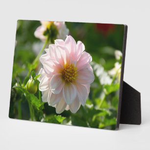 Weiße Dahlie im Foto Fotoplatte