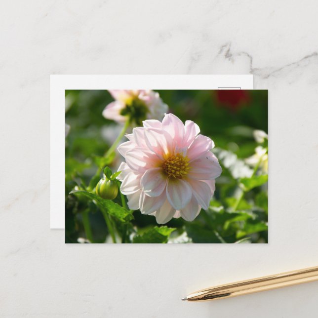 Weiße Dahlie im Foto Postkarte (Vorderseite/Rückseite Beispiel)