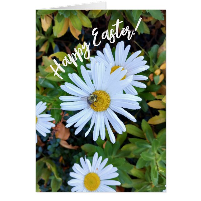 Weiße Daisy-Blume mit Bienenkarte (Vorne)