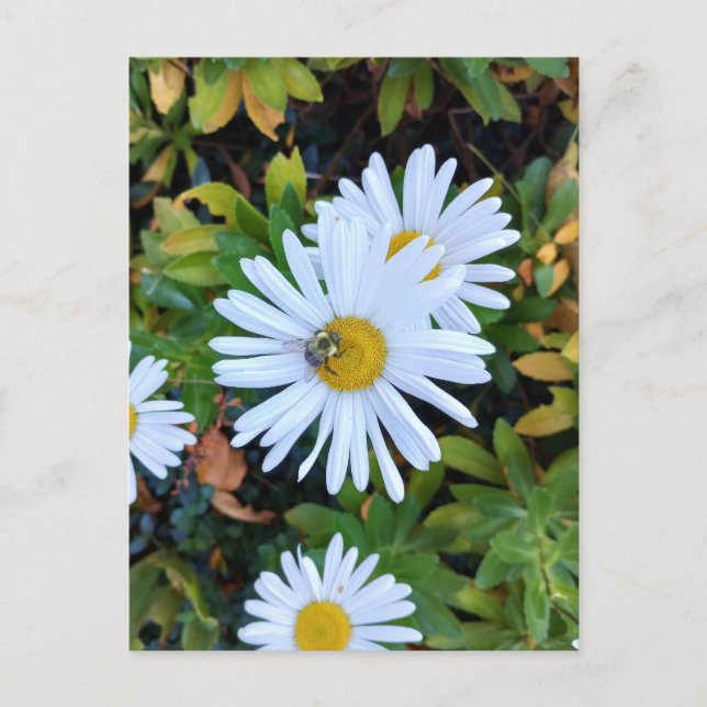 Weiße Daisy-Blume mit Bienenpostkarte Postkarte (Vorderseite)