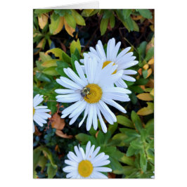 Weiße Daisy-Blume mit einer Bienenlederkarte