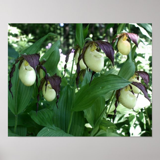 Weiße Dame Slipper Orchid Blume Kupplung Poster (Vorne)