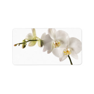 Weiße Dendrobium-Orchid-Blume-Spray Blankenleder Adressaufkleber