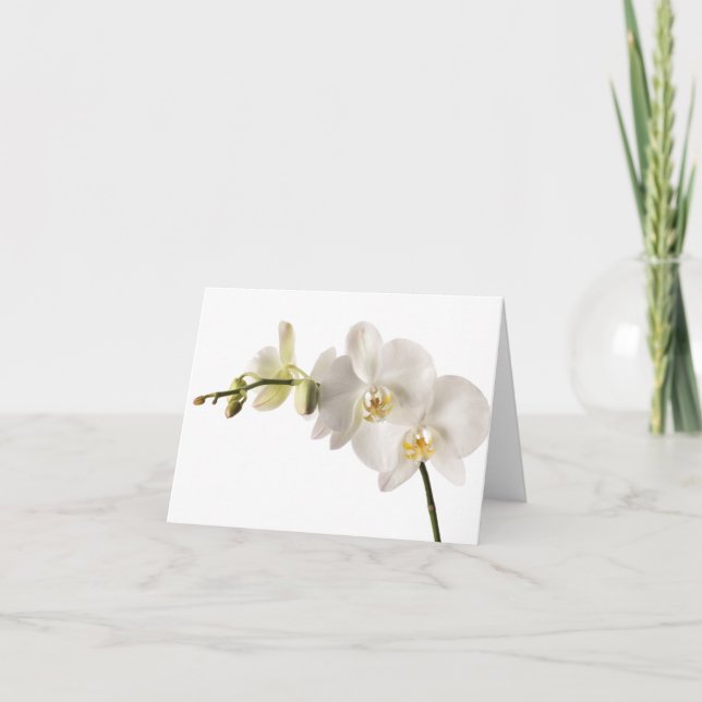 Weiße Dendrobium-Orchid-Blume-Spray Blankenleder Karte (Vorderseite)
