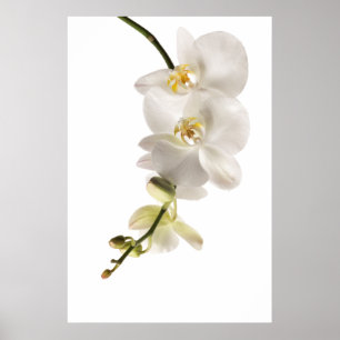 Weiße Dendrobium-Orchid-Blume-Spray Poster