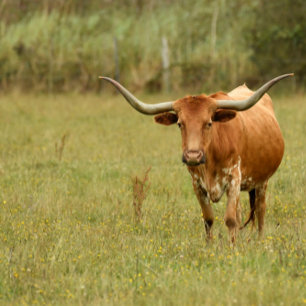 Weiße Dobermann-Verzierung Keramikornament