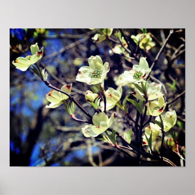 Weiße Dogwood-Blume blühen Poster (Vorne)