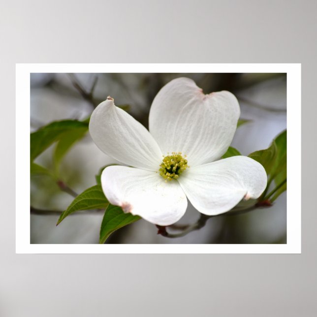 Weiße Dogwood-Blume Poster (Vorne)