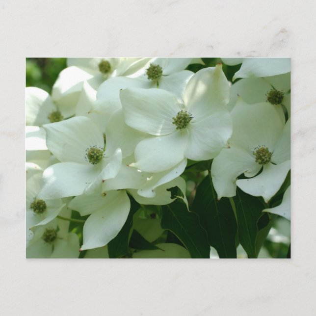 Weiße Dogwood Spring Blumen Postkarte (Vorderseite)