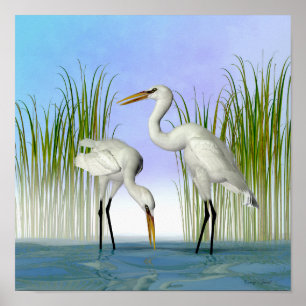 Weiße Egrets Poster
